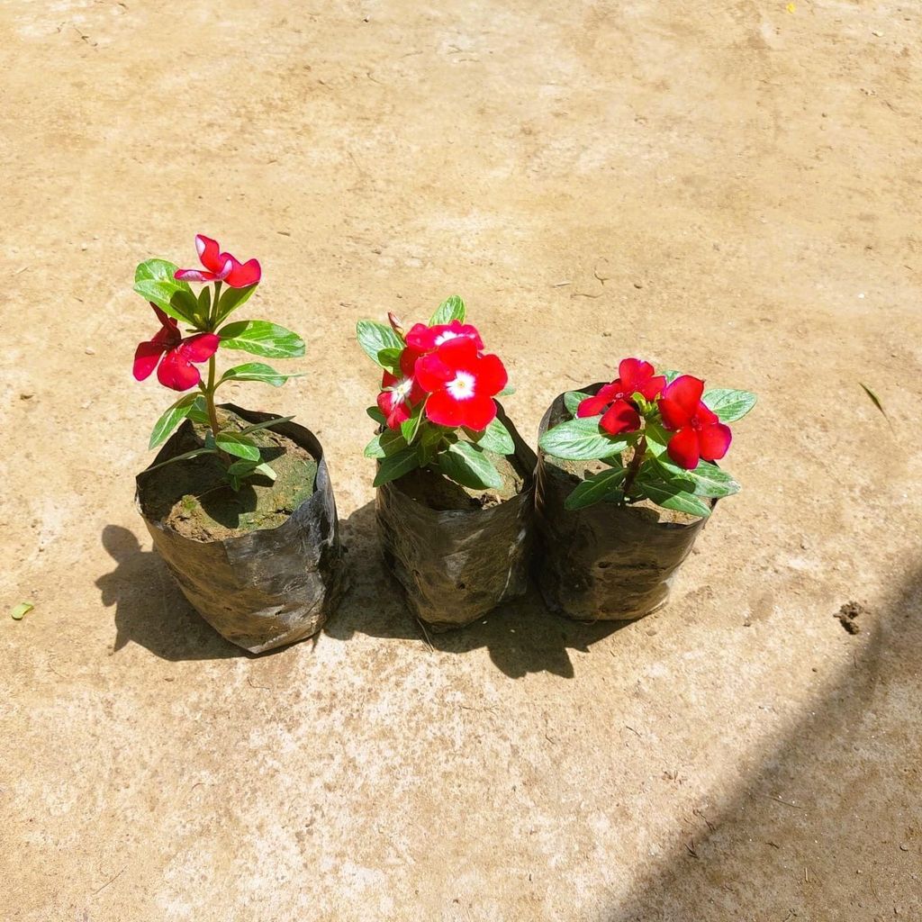 Buy Set of 3 - Vinca / Periwinkle / Sadabahar (any colour) in 3 Inch Nursery bag Online | Urvann.com Set of 3 - Vinca / Periwinkle / Sadabahar (any colour) in 3 Inch Nursery bag