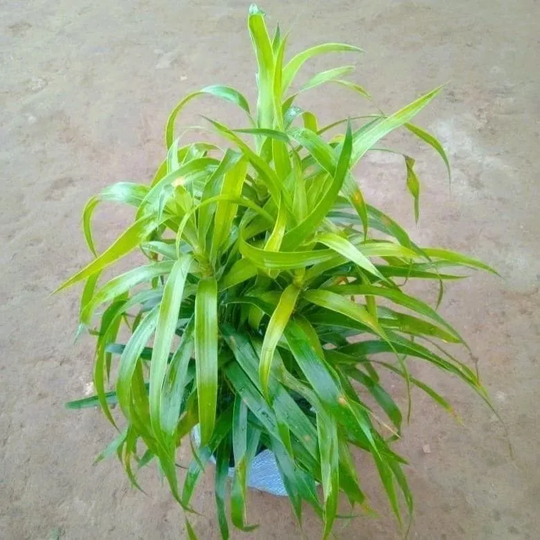 Dracaena Green Bush in 7 Inch Nursery Bag