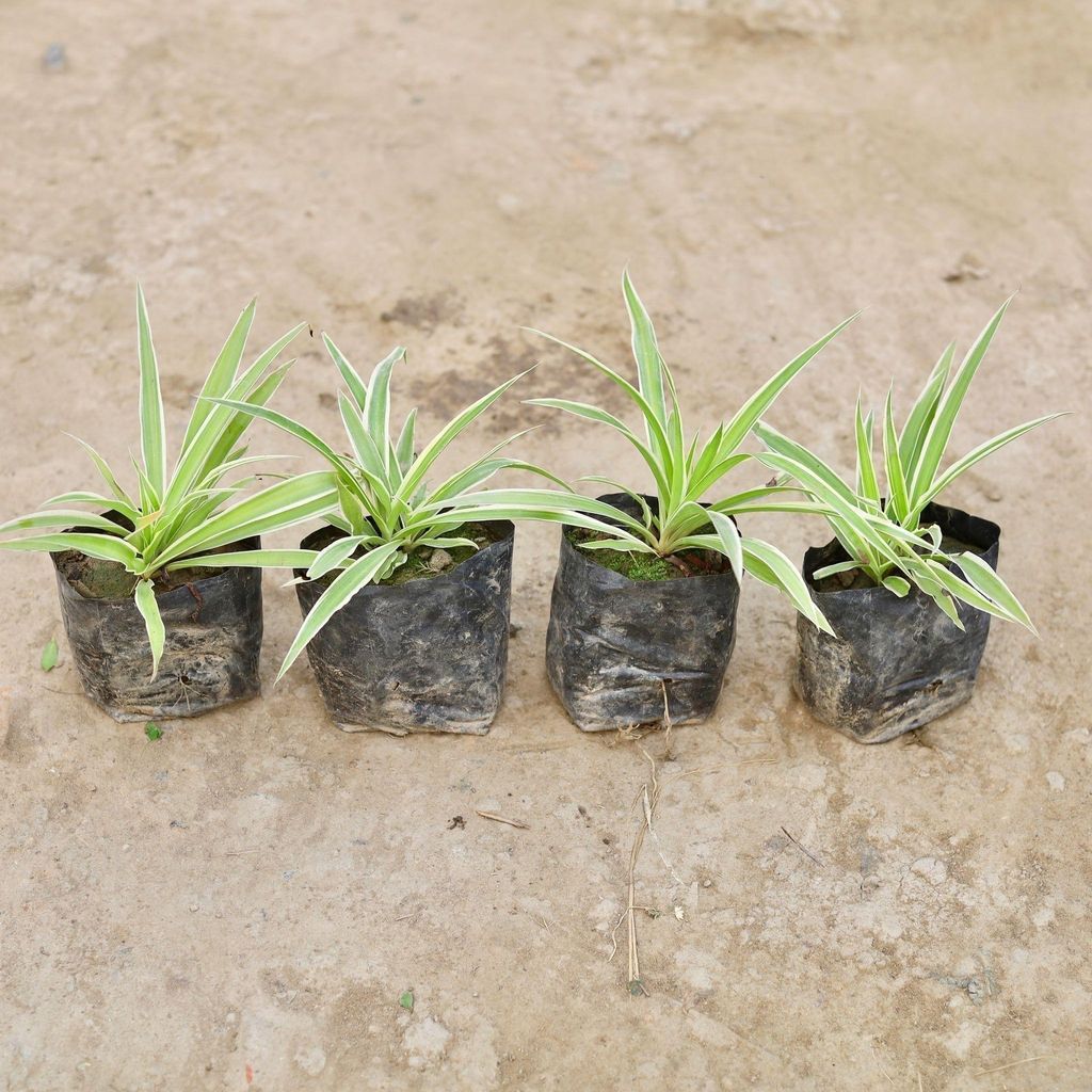 Buy Set of 4 - Spider Plant in 3 Inch Nursery Bag Online | Urvann.com Set of 4 - Spider Plant in 3 Inch Nursery Bag