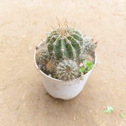 Buy Echinopsis Tubiflora Cactus in 3 Inch Nursery Pot Online | Urvann.com