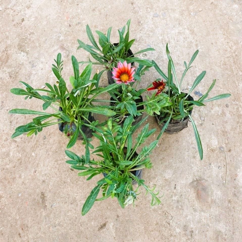 Set of 5 - Gazania (any colour) in 4 Inch Nursery Bag