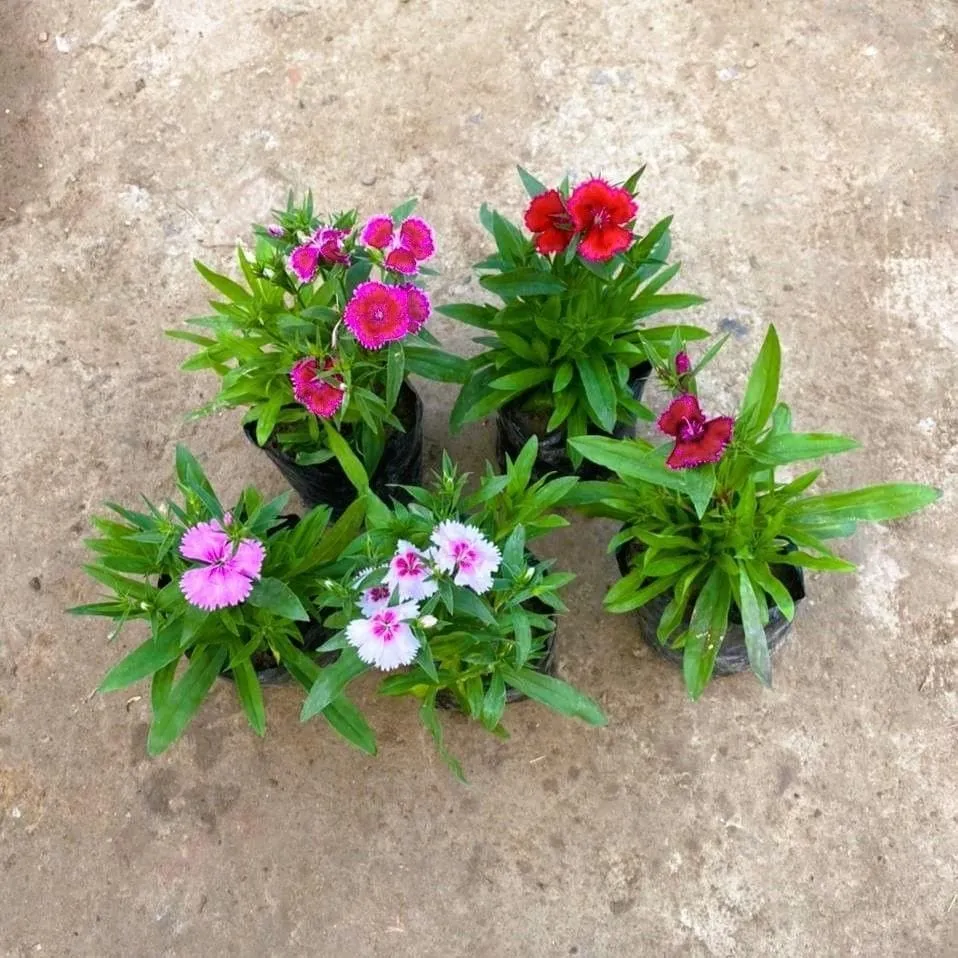 Set of 5 - Dianthus (any colour) in 4 Inch Nursery Bag