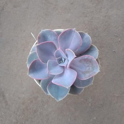 Echeveria Lilacina Purplish Succulent in 4 Inch Nursery pot
