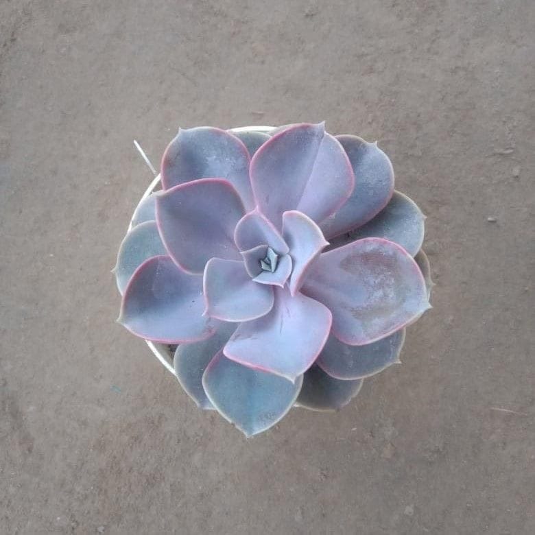 Echeveria Lilacina Purplish Succulent in 4 Inch Nursery pot