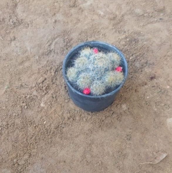 Silver Cluster Cactus in 3 Inch Nursery Pot