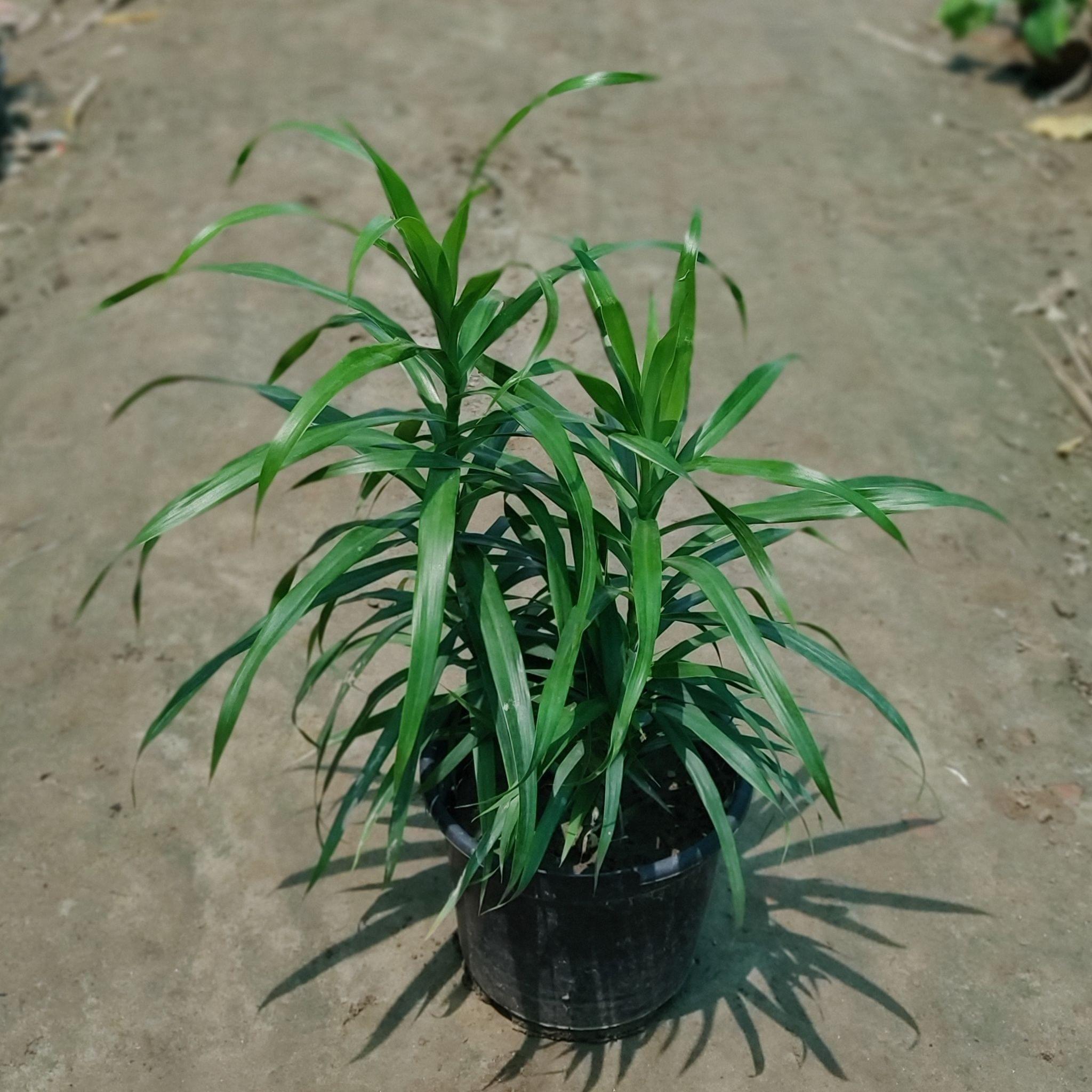 Dracaena Green in 6 Inch Nursery Pot