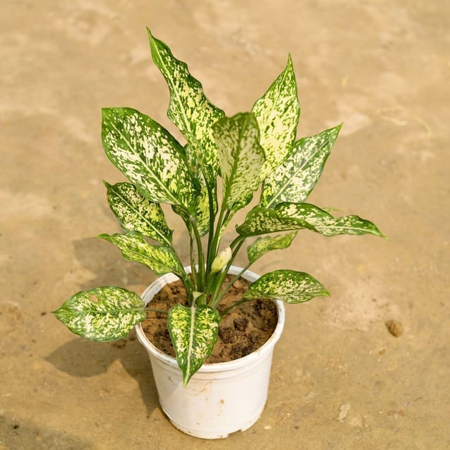 Buy Aglaonema Snow White in 6 Inch White Nursery Pot Online | Urvann.com Aglaonema Snow White in 6 Inch White Nursery Pot