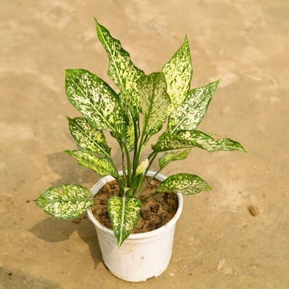 Buy Aglaonema Snow White  in 6 Inch White Nursery Pot Online | Urvann.com