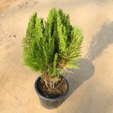 Morpankhi / Thuja in 8 Inch Nursery Pot
