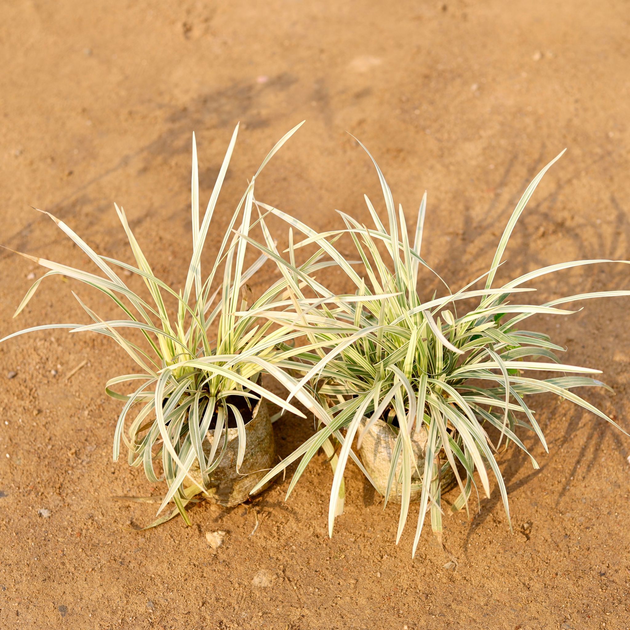 Set of 2 - Ribbon Grass in 4 Inch Nursery Bag