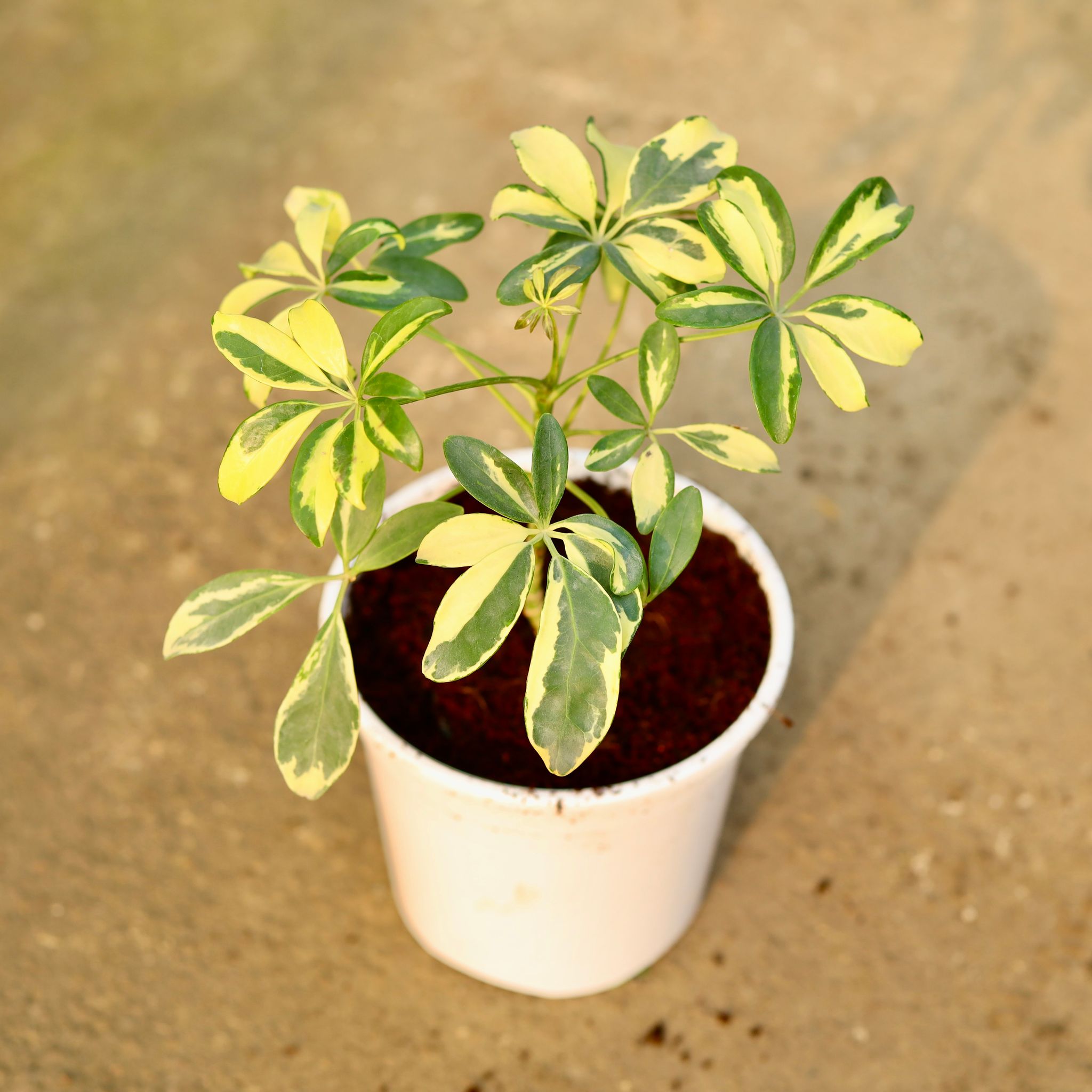 Schefflera Variegated in 6 Inch Nursery Pot