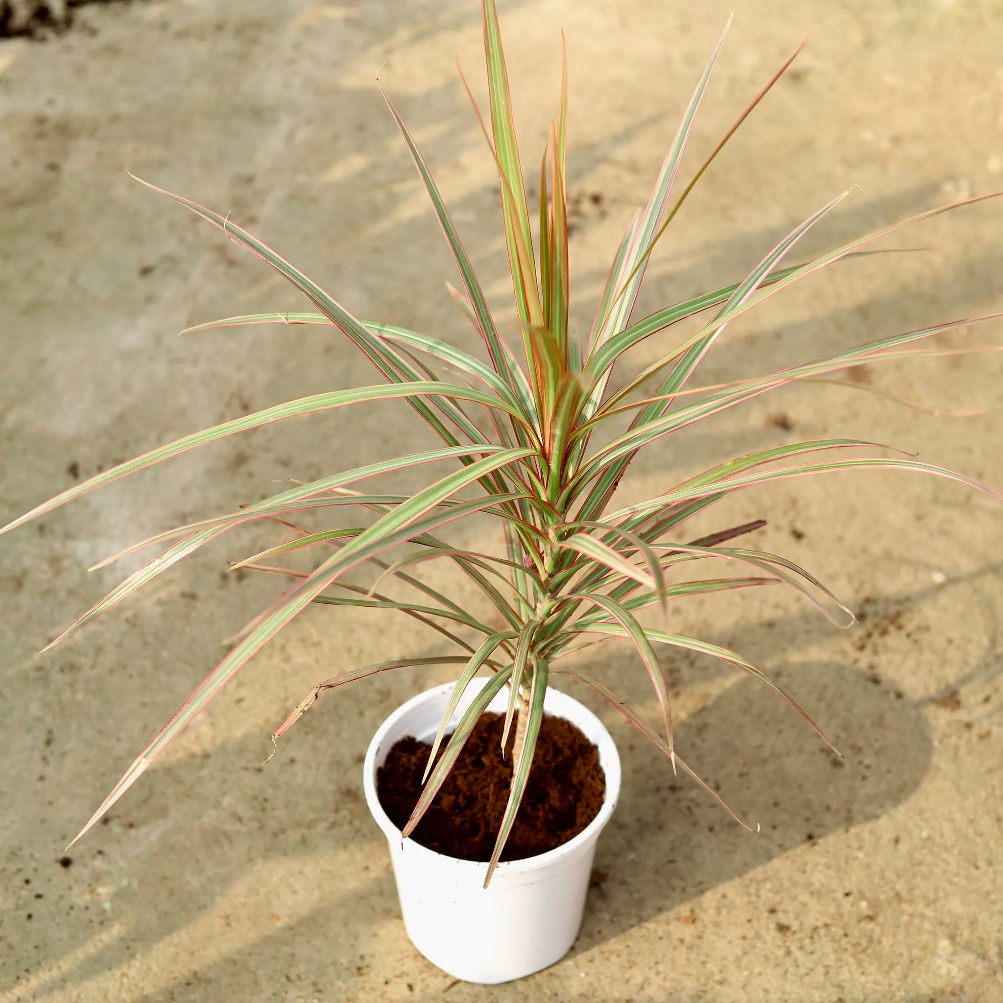 Dracaena Colorama / Marginata in 6 Inch White Nursery Pot