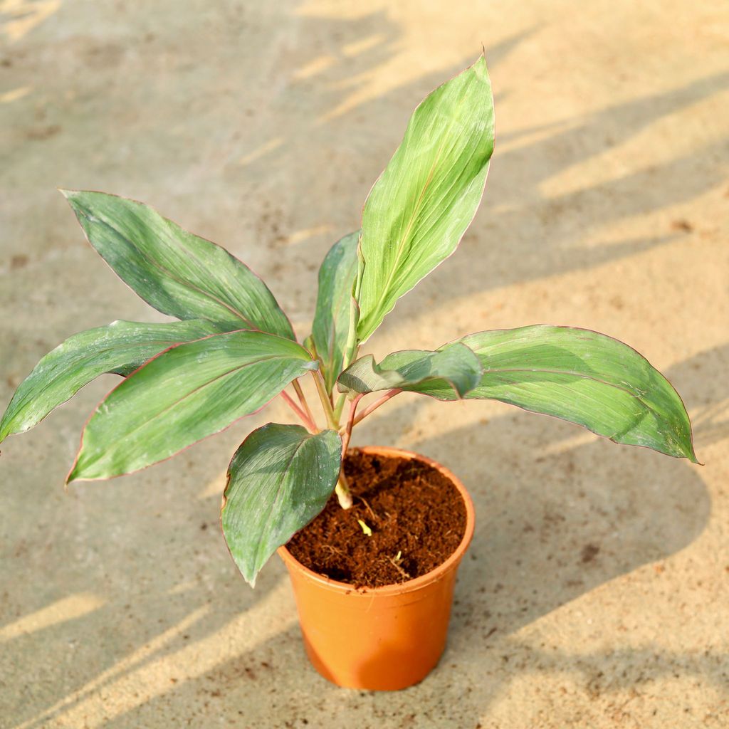 Buy Dracaena Kedarnath In 6 Inch Red Nursery Pot Online | Urvann.com Dracaena Kedarnath in 6 Inch Red Nursery Pot
