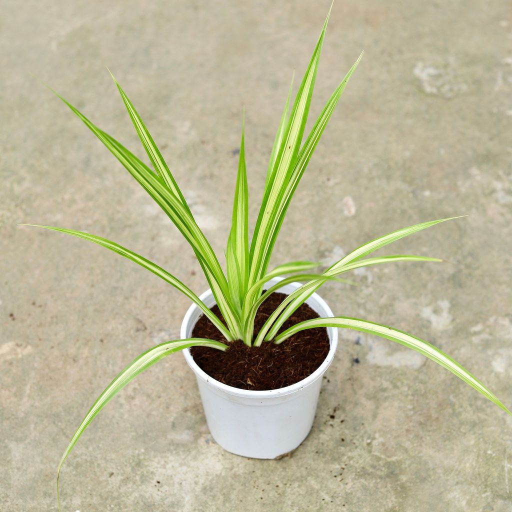 Buy Pendanus / Screw pine In 6 Inch White Nursery Pot Online | Urvann.com Pandanus / Screwpine in 6 Inch White Nursery Pot