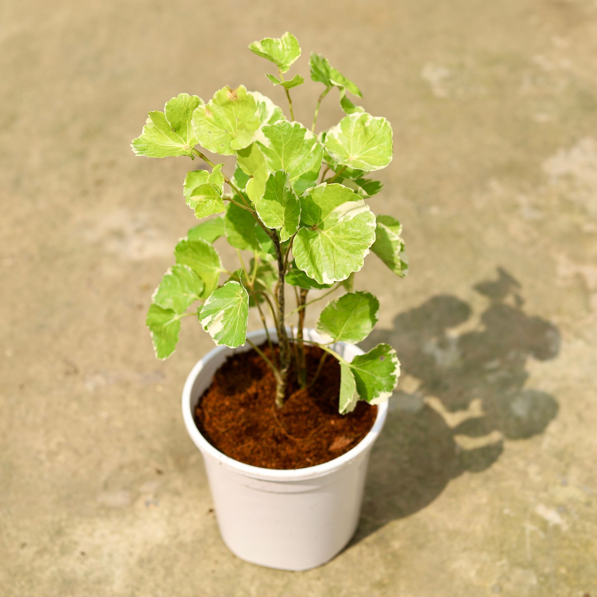 Aralia Dinner Plate in 6 Inch White Nursery Pot
