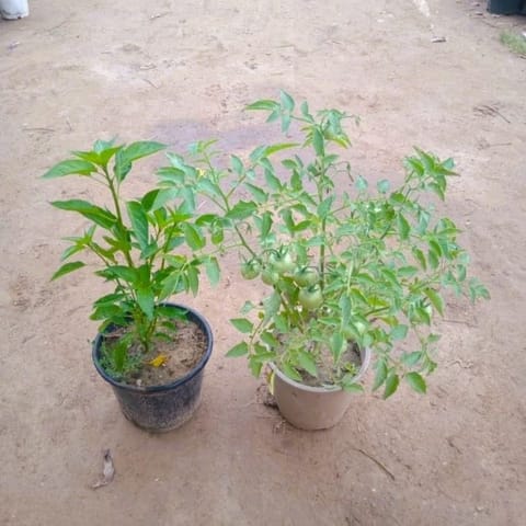 Set of 2 - Green Chilli & Tomato in 6 Inch Nursery Pot