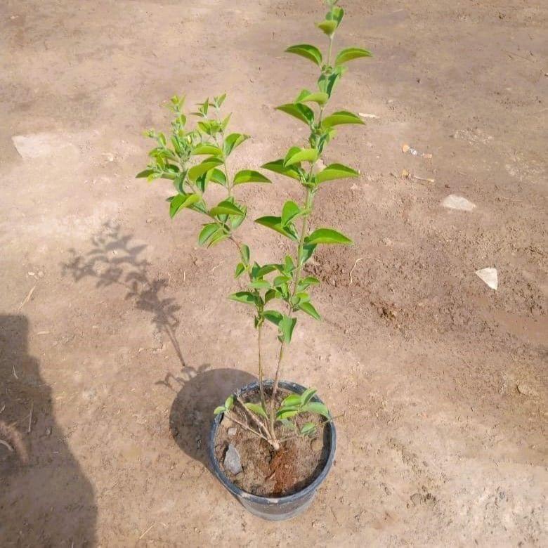 Juhi / Jasminum Auriculatum in 6 Inch Nursery Pot