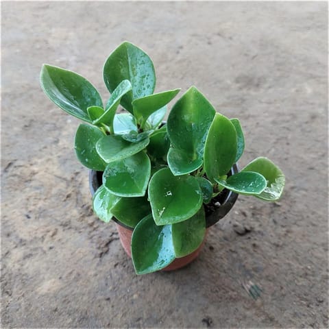 Peperomia / Radiator Plant Green in 4 Inch Nursery Pot
