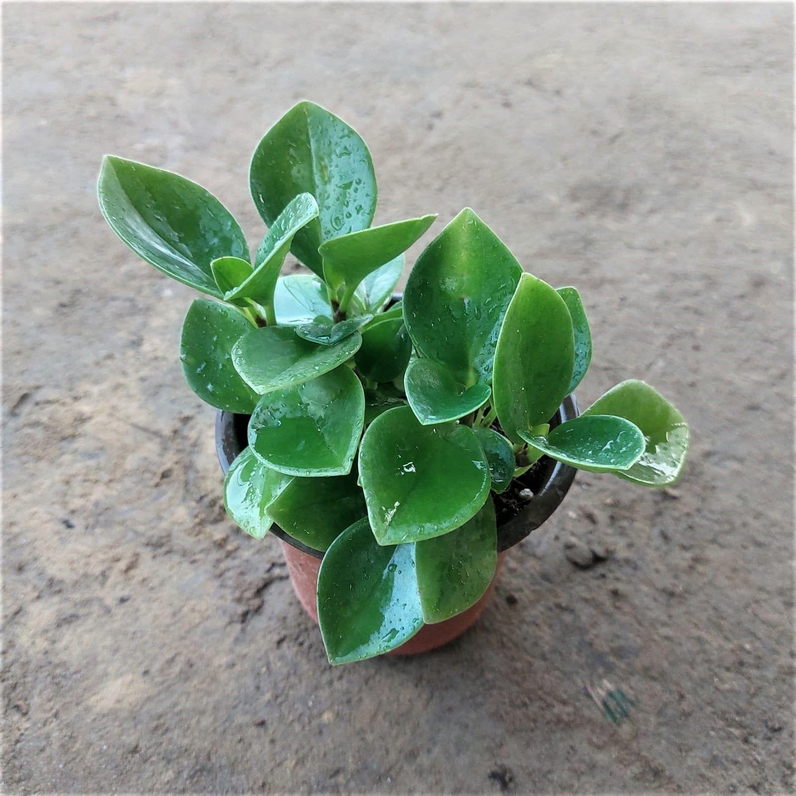 Peperomia / Radiator Plant Green in 4 Inch Nursery Pot