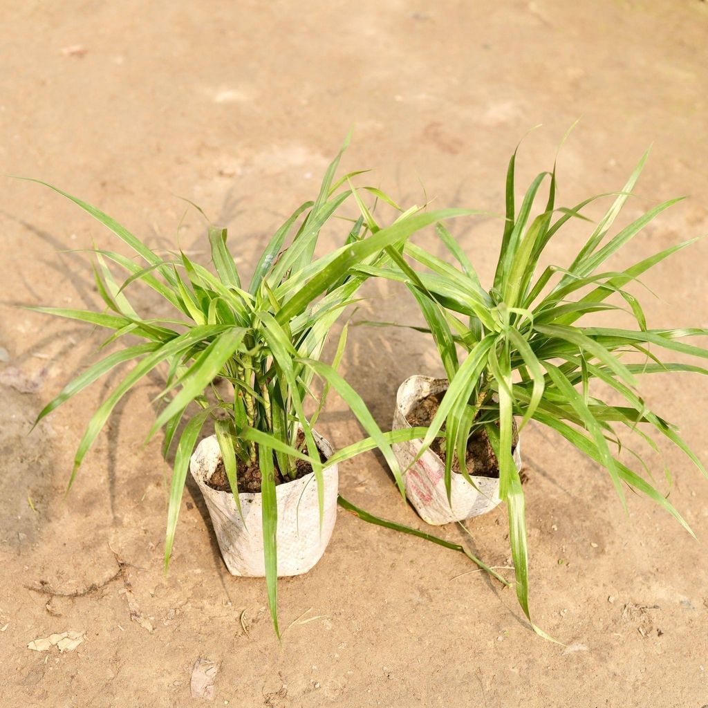 Set of 2 dracaena green in 5 Inch Nursery Bag