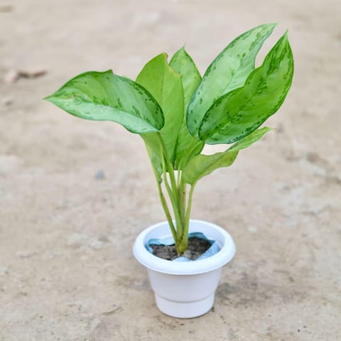 Aglaonema Maria Christina in 5 Inch Classy White Plastic Pot