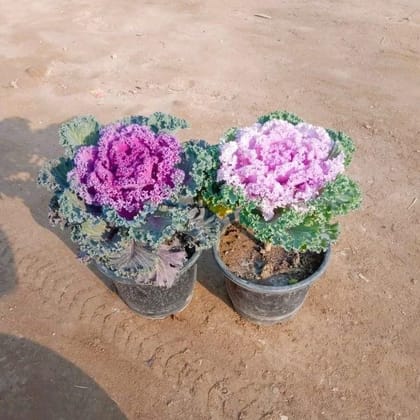 Buy Set of 2 - Kale (Pink & Purple) in 6 Inch Nursery Pot Online | Urvann.com