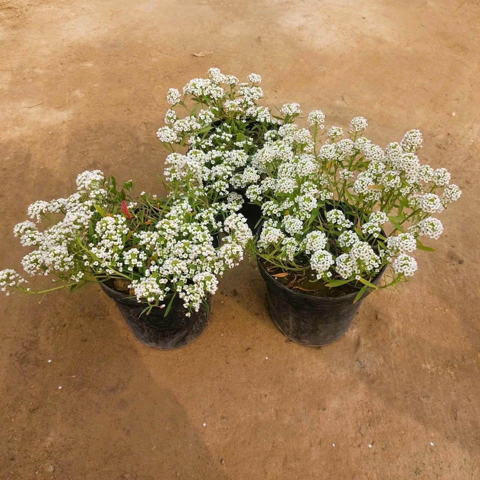 Set of 3 - Alyssum White in 4Inch Nursery bag