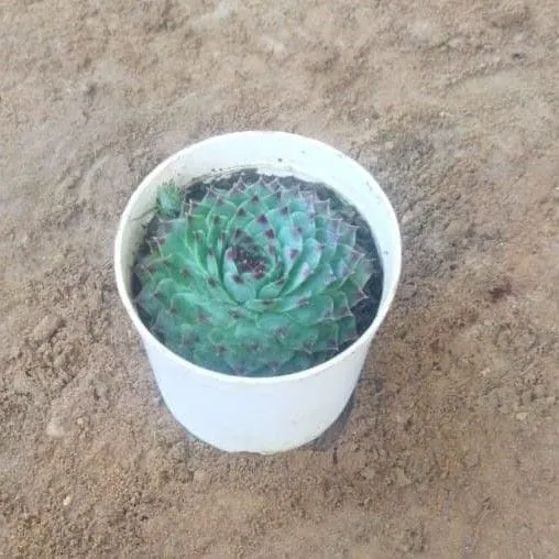 Lakshmi Succulent in3 Inch Nursery Pot