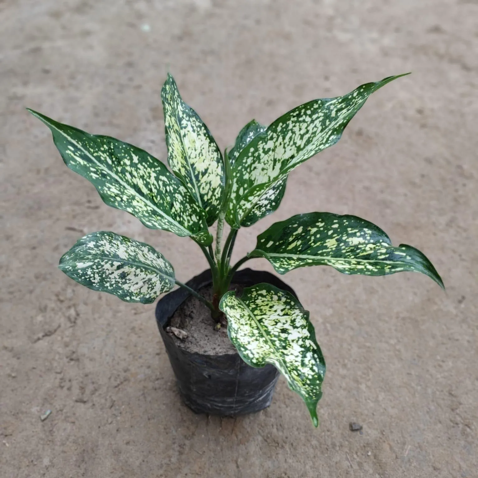 Aglaonema Snow White in 6 Inch Nursery Bag