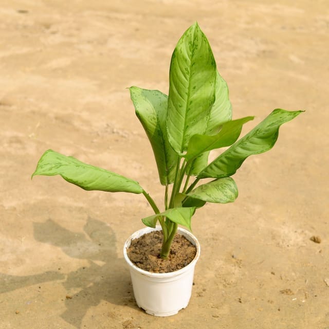 Aglaonema Silver king in 6 Inch White Nursery Pot