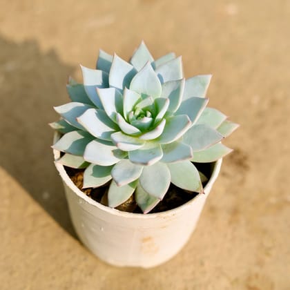 Buy Echeveria Desmetiana Succulent in 3 Inch Nursery Pot Online | Urvann.com