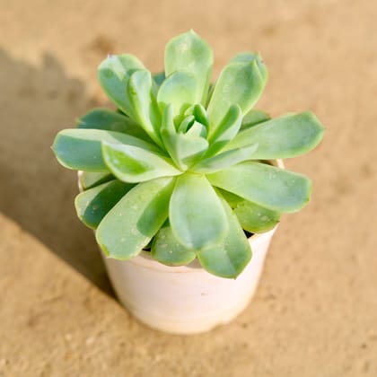 Buy Echeveria Elegans Succulent in 3 Inch Nursery Pot Online | Urvann.com