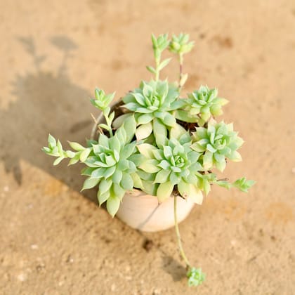 Buy Echeveria Desmetiana Multihead Succulent in 3 Inch Nursery Pot Online | Urvann.com