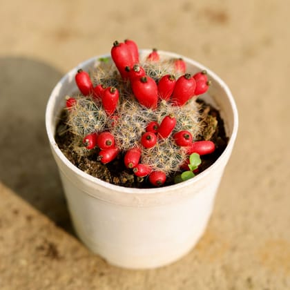 Buy Mammillaria Prolifera Cactus in 3 Inch Nursery Pot Online | Urvann.com