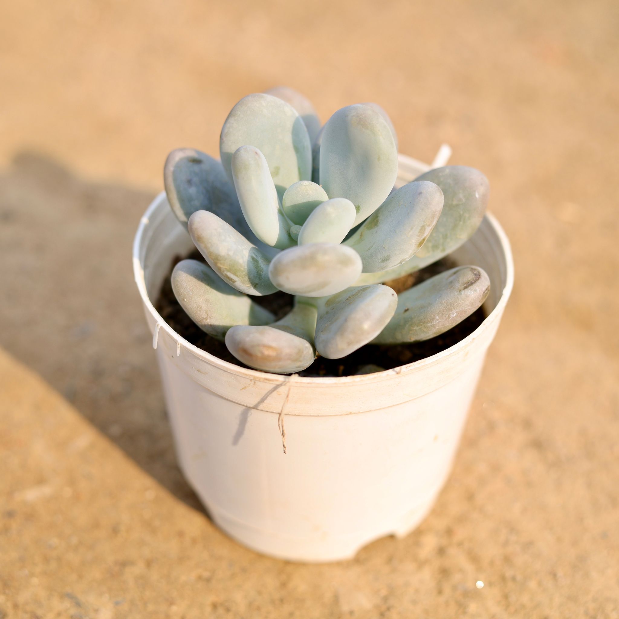 Moonstone Succulent in 3 Inch Nursery Pot
