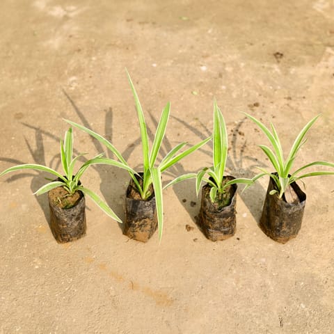 Set of 4 - Spider in 4 Inch Nursery Bag