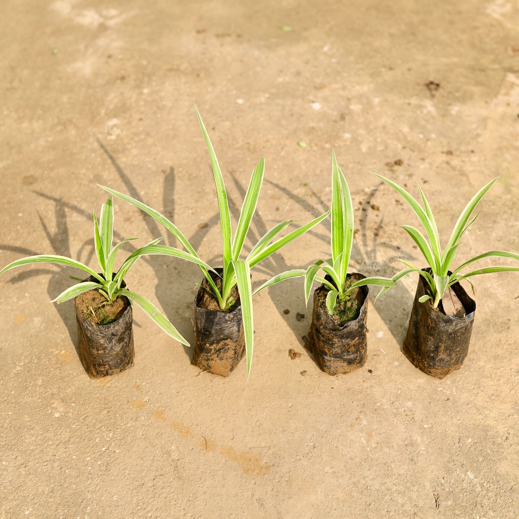 Set of 4 - Spider in 4 Inch Nursery Bag