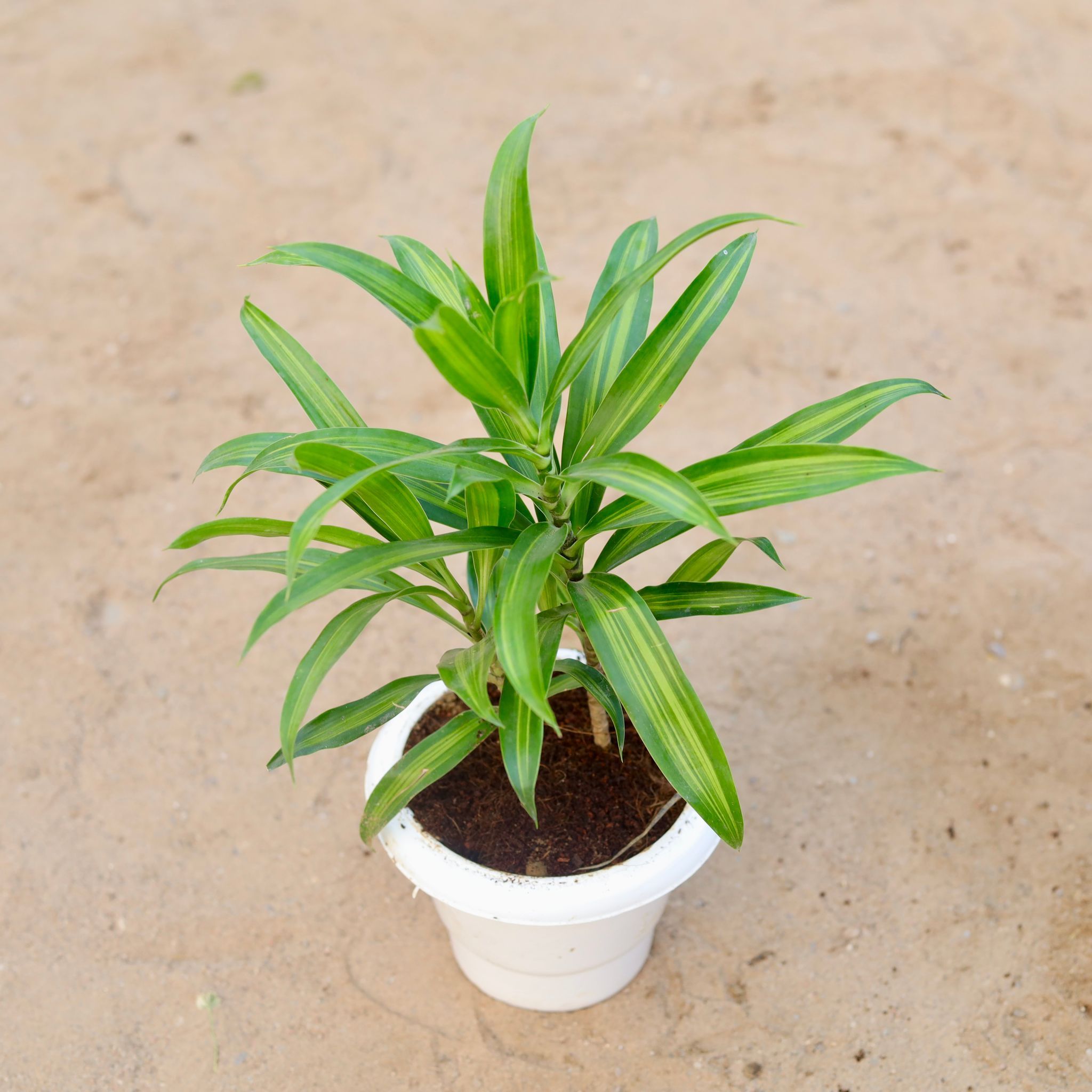 Song of India Green / Dracaena Messanger in 6 Inch Classy White Plastic Pot