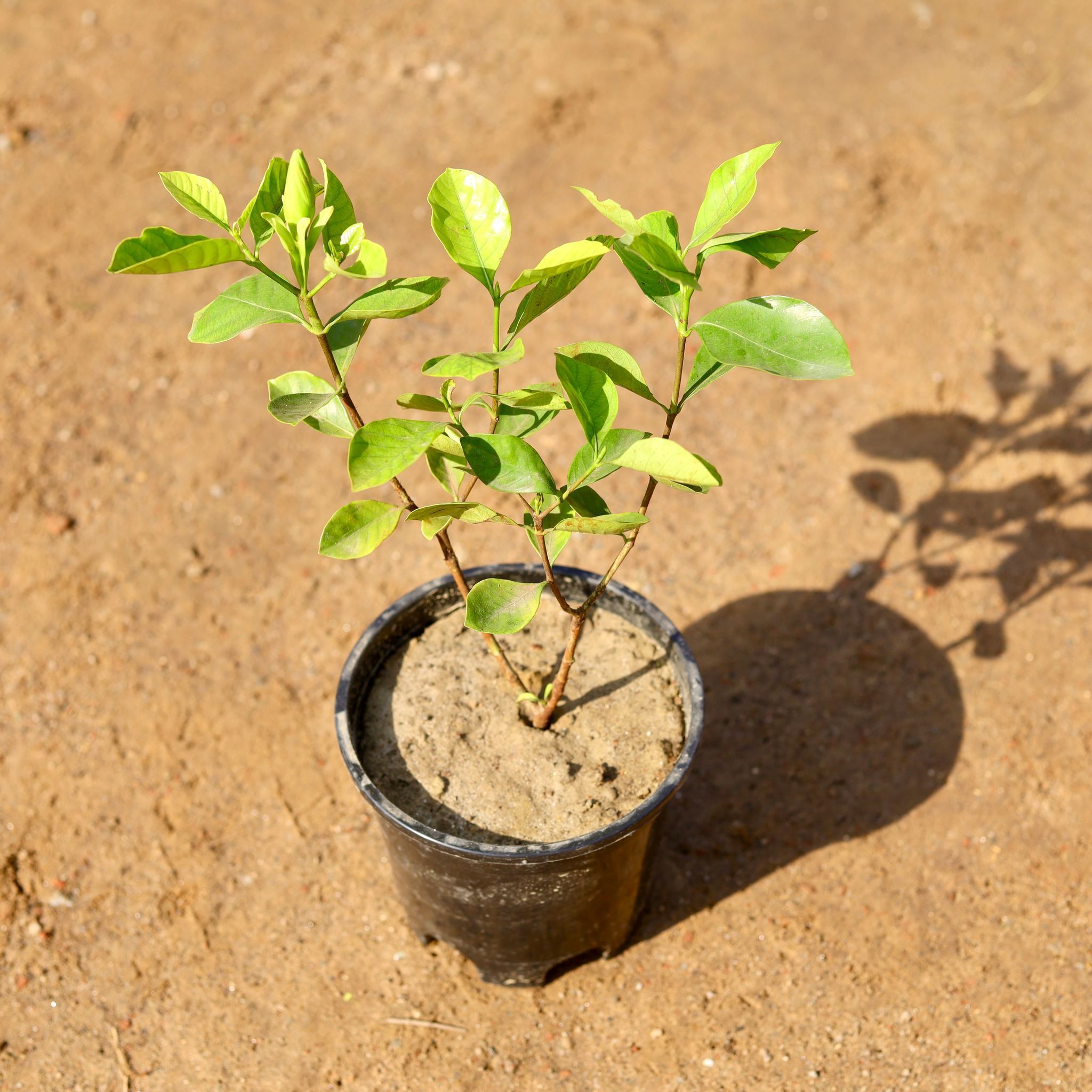 Gardenia / Gandhraj (any colour) in 6 Inch Nursery Pot