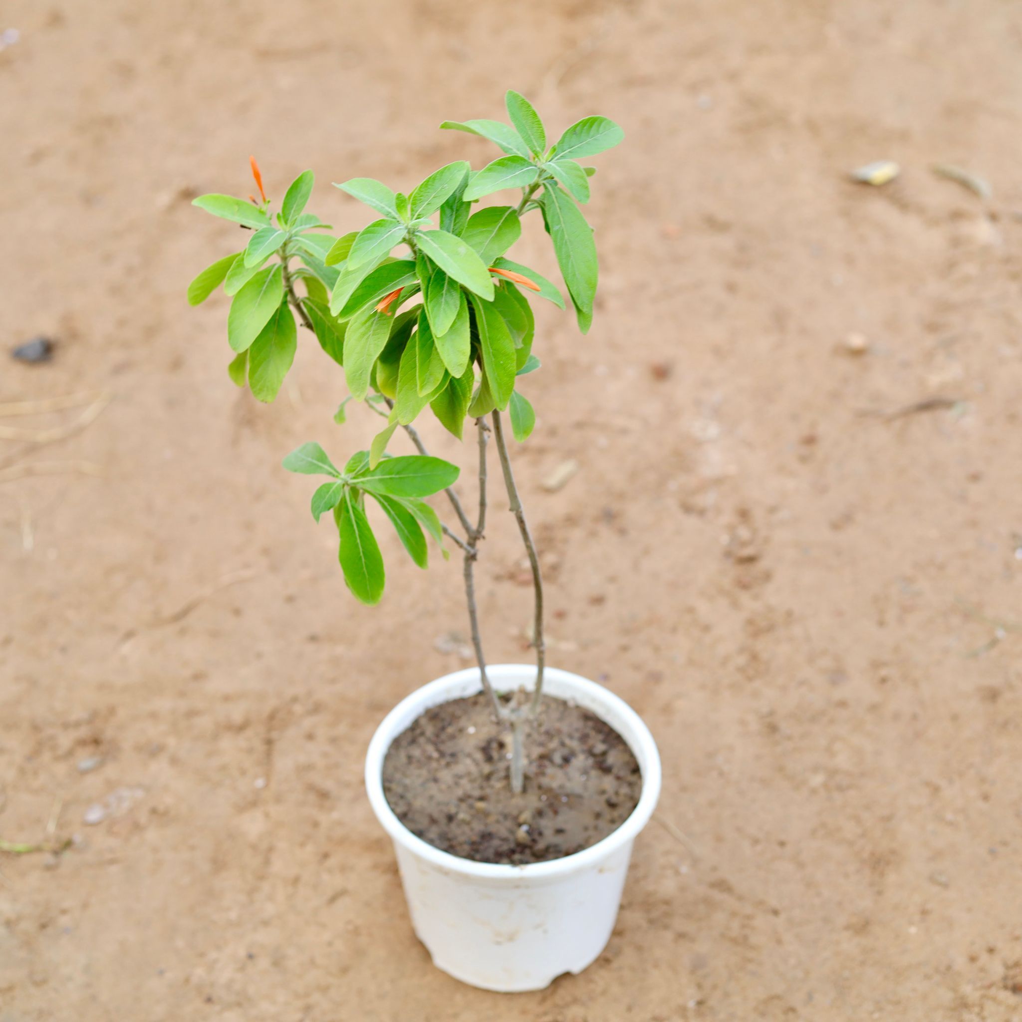 Mexican Honeysuckle in 6 Inch White Nursery pot