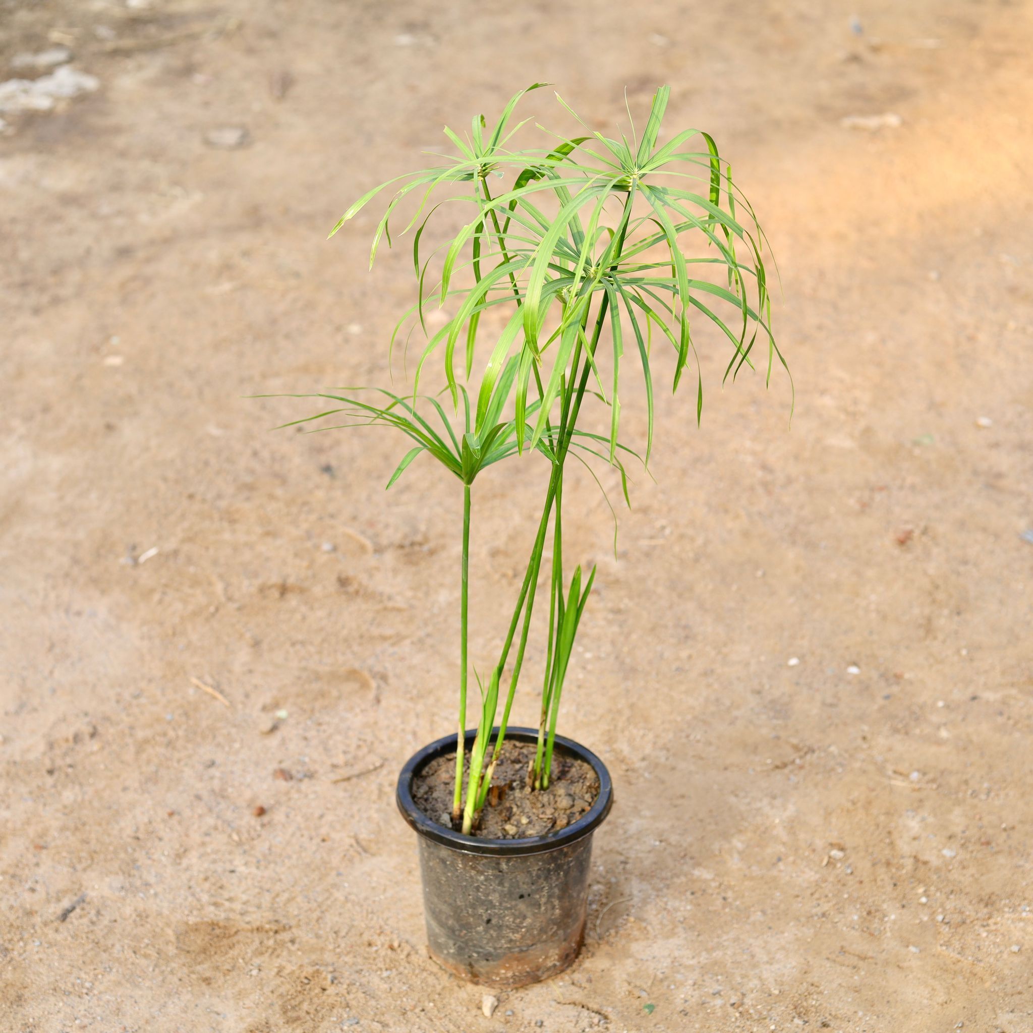 Umbrella Palm in 8 Inch Nursery Pot