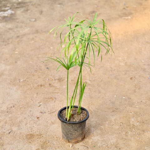 Umbrella Palm in 8 Inch Nursery Pot