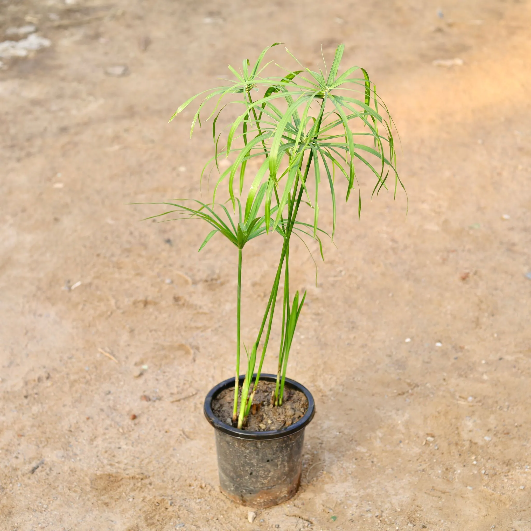 Umbrella Palm in 8 Inch Nursery Pot