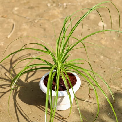 Buy Lolina palm in 6 Inch Classy White Plastic Pot Online | Urvann.com