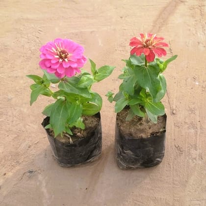 Set of 2 - Zinnia (any colour) in 3 Inch Nursery bag