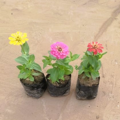 Set of 3 - Zinnia (any colour) in 3 Inch Nursery bag