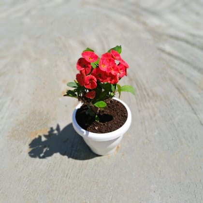 Euphorbia Mili in 8 Inch Classy White Plastic Pot