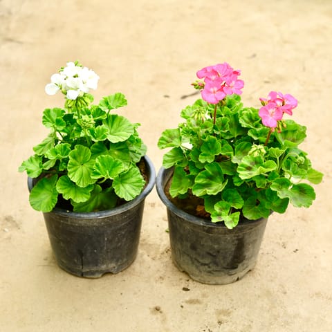 Set of 2 - Geranium (White & Pink) in 8 Inch Nursery Pot