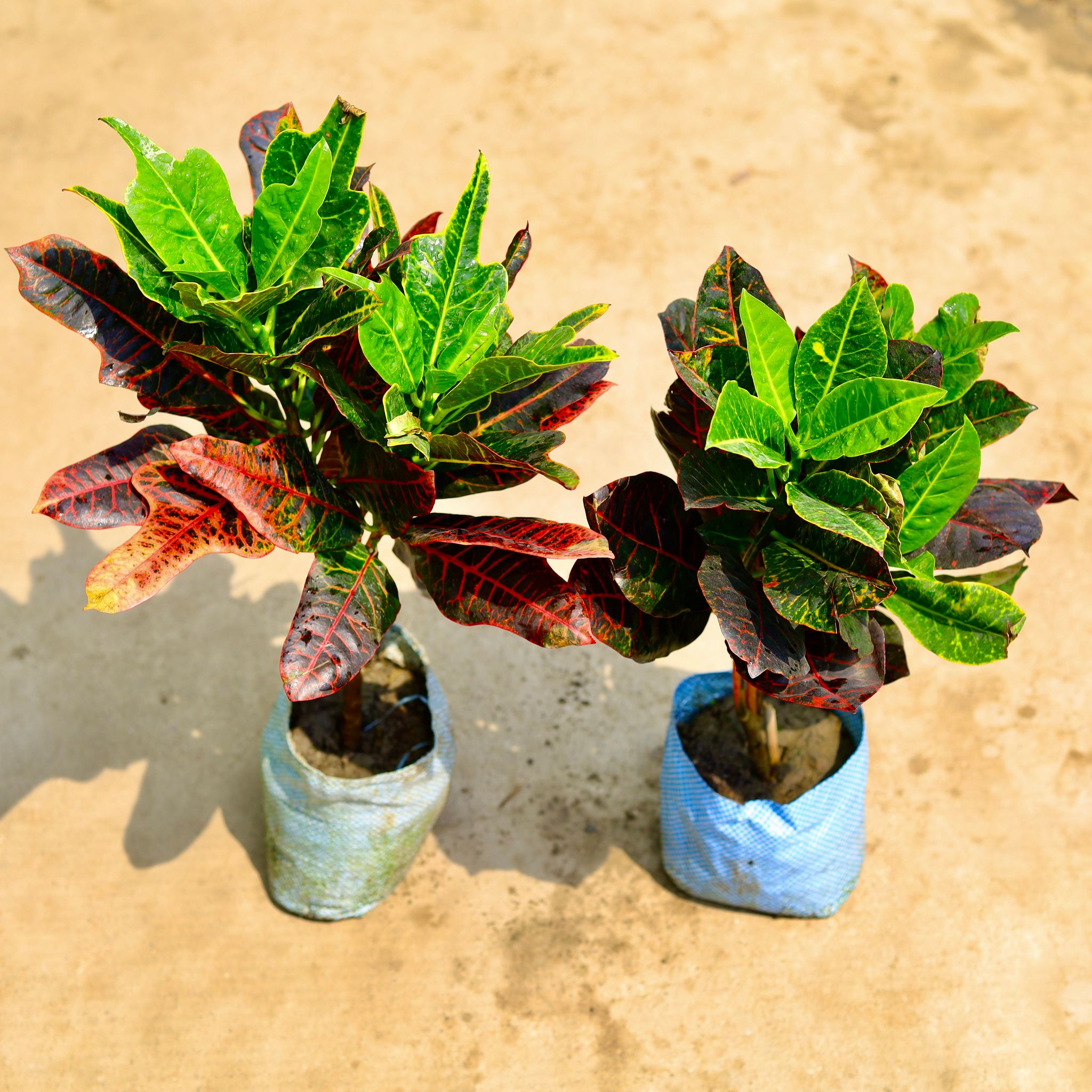Set of 2 - Croton (Petra & Oakleaf) in 7 Inch Nursery Bag