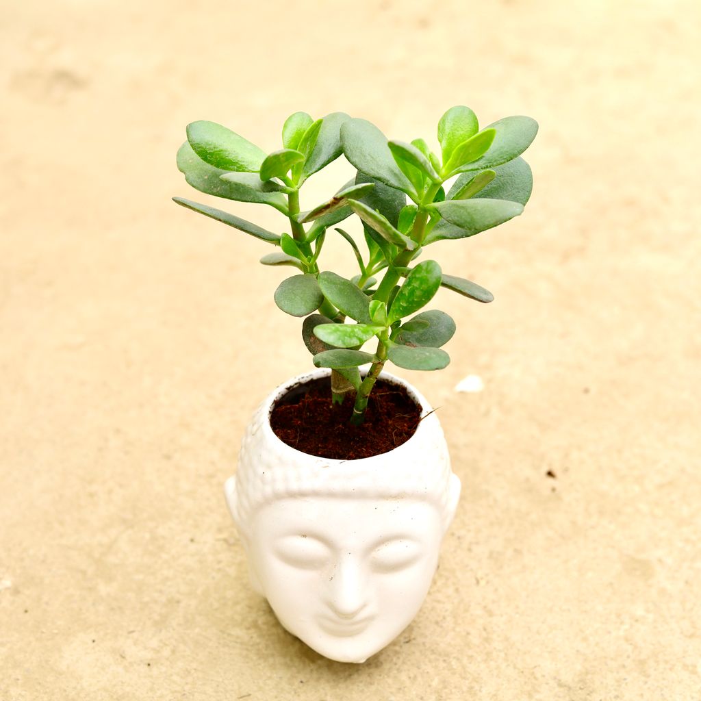 Crassula Ovata Succulent in Inch 6 Inch Classy White Buddha Ceramic Pot
